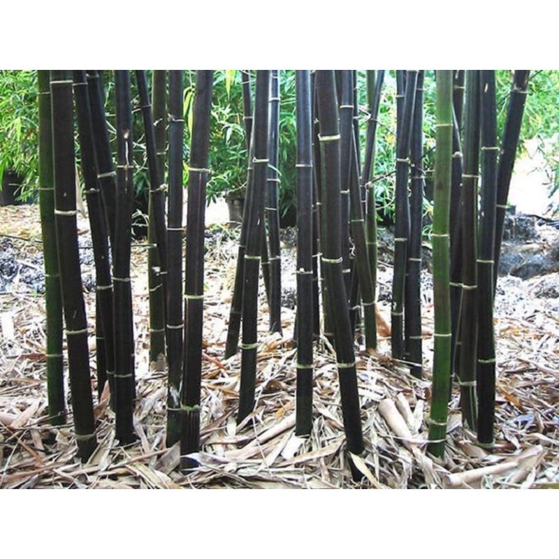 Cây trúc đen cực quý hiếm -1 thân cây giống - ăn măng siêu ngon,làm cây phong thủy