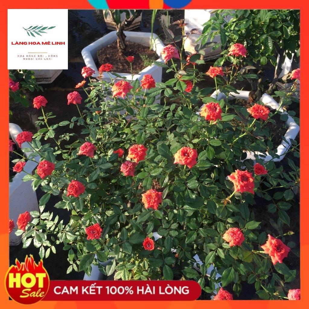 Hoa hồng bonsai– Hoa hồng thế nghệ thuật dành cho người yêu hoa.