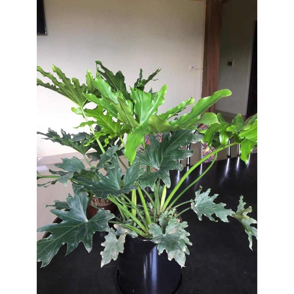 Giá gốc-CHẬU CÂY TRẦU BÀ THANH XUÂN TO 3 CÂY