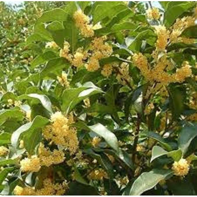 Cây hoa mộc hương ta hoa vàng- loài hoa có mùi thơm quyến rũ