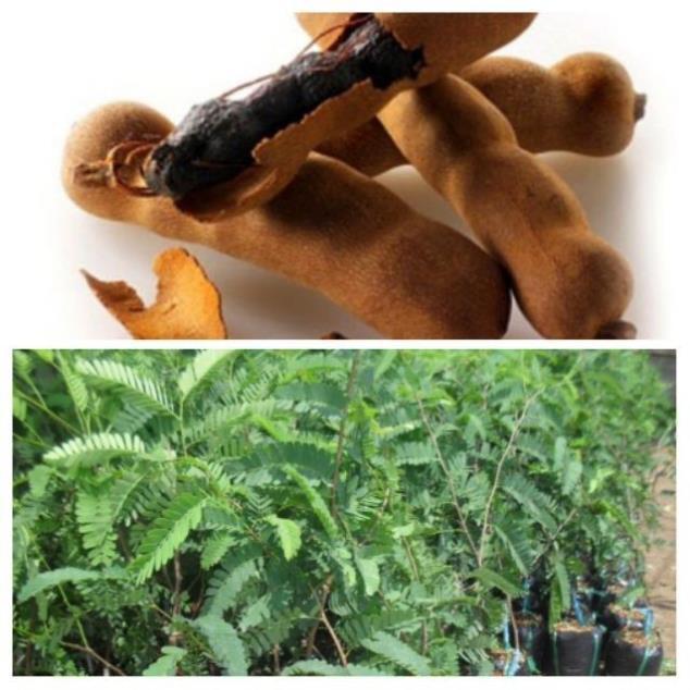 Combo 3 cây giống Me thái ăn ngon