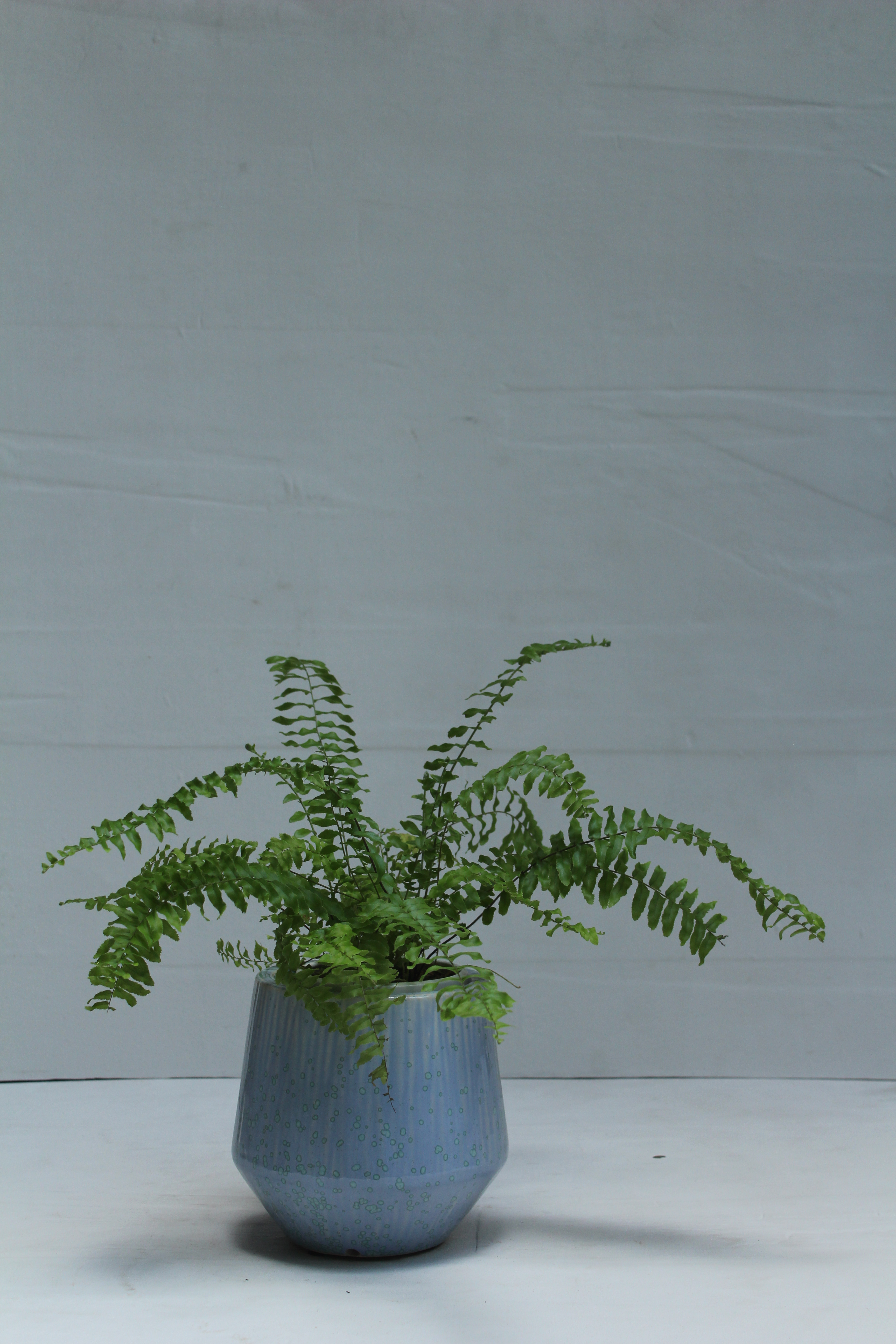 Chậu gốm và cây cảnh