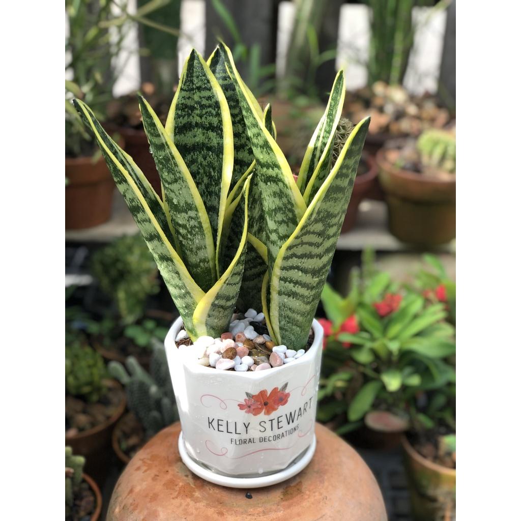 Châu cây Lưỡi Hổ 3 thân