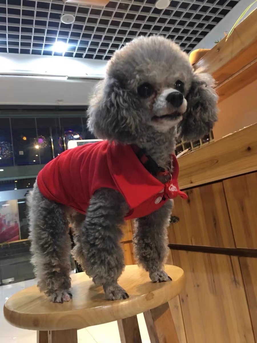 Áo polo cộc tay thoáng mát cho thú cưng