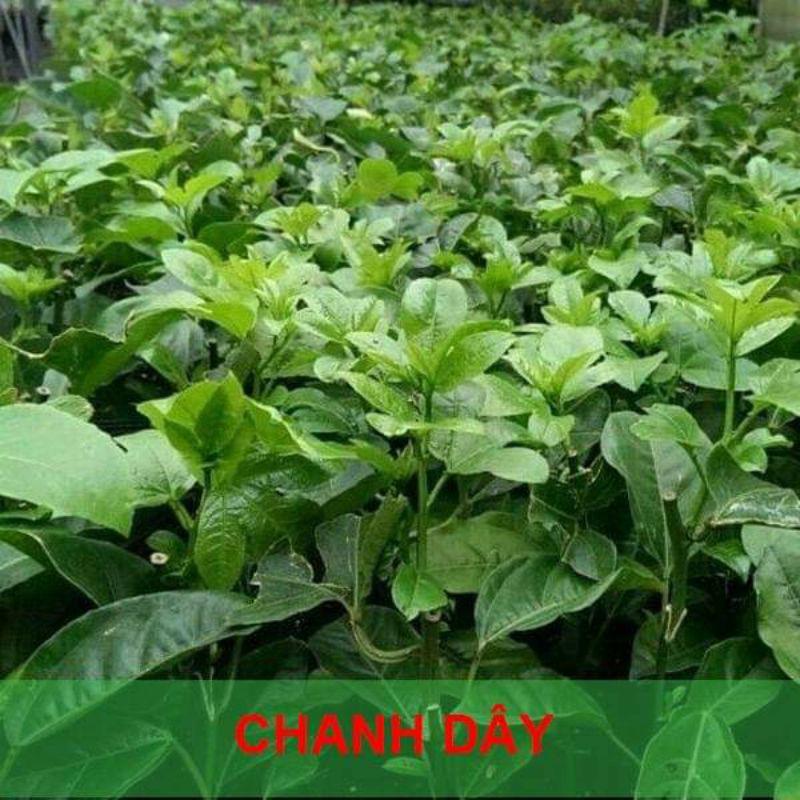 CÂY GIỐNG CHANH DÂY VÀNG NHẬT BẢN