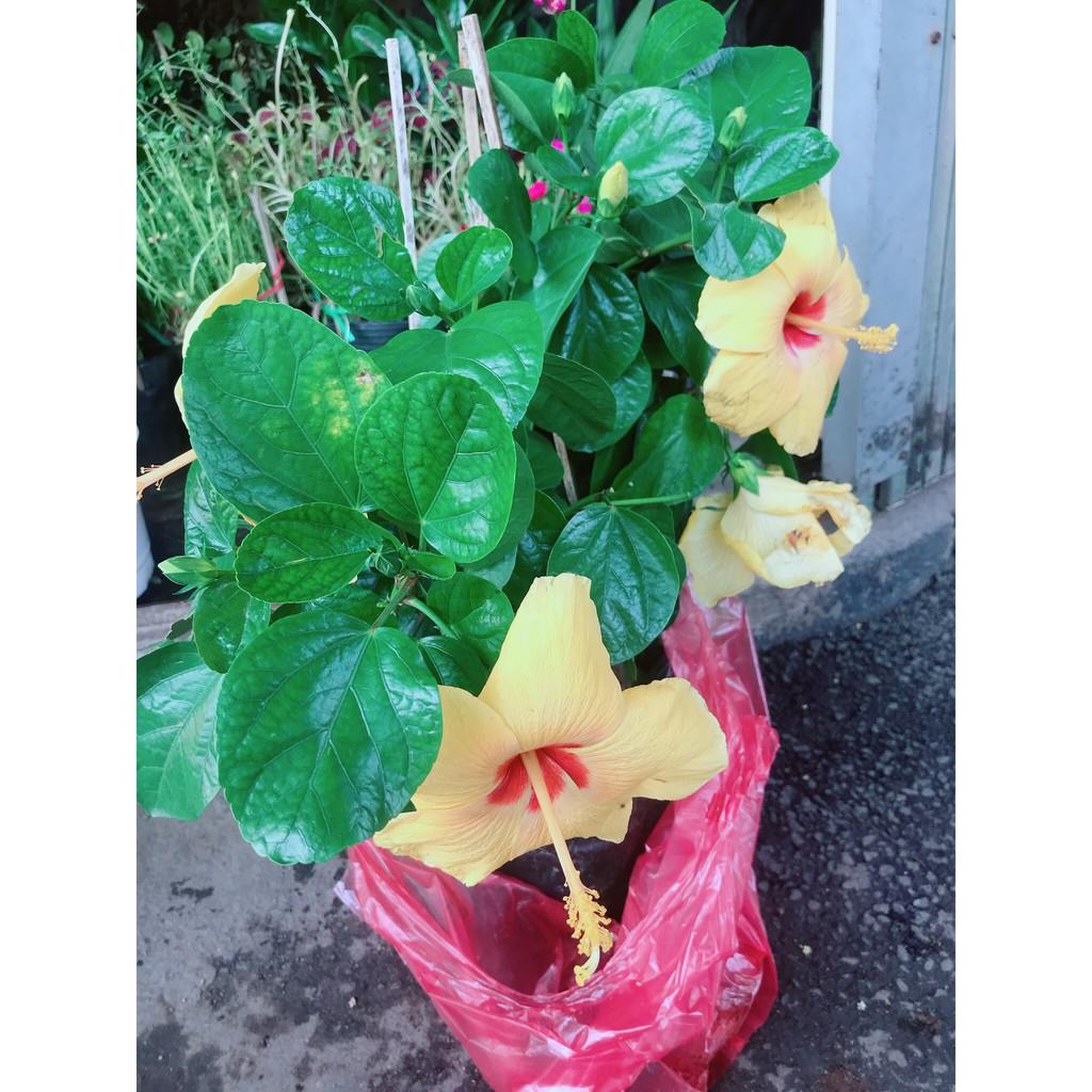 Hoa Dâm Bụt Vàng