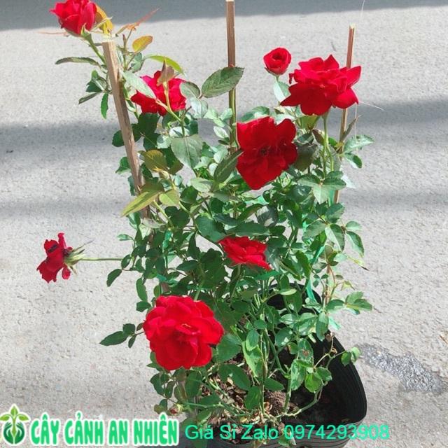 Hoa Hồng Siêu Nụ