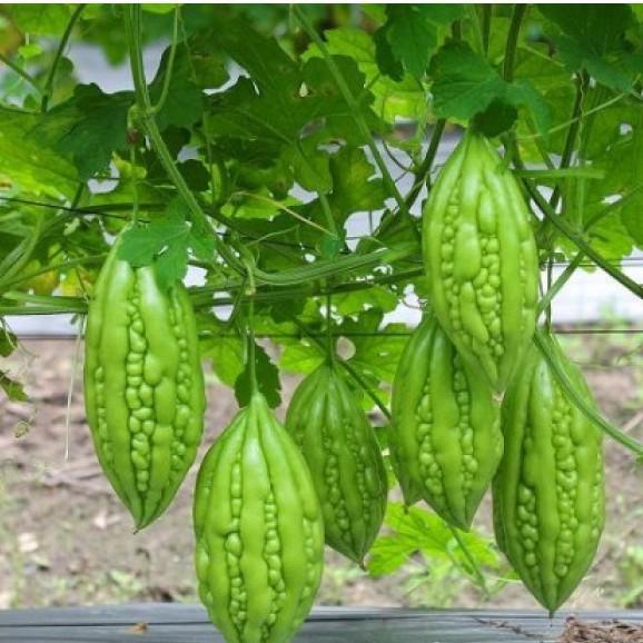 Combo 6 gói hạt giống ăn trái dễ trồng – tặng 1 gói kích mầm