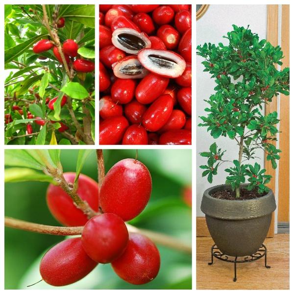 CÂY GIỐNG CÂY THẦN KỲ .