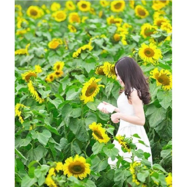Hạt giống hoa hướng dương cao vàng 120cm - 1 gói 30 hạt
