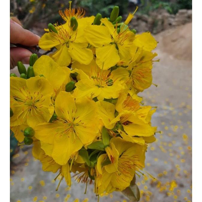 Combo 4 gói Hạt giống hoa mai vàng 5 cánh-gói 25hạt-tặng kèm gói phân bón lót