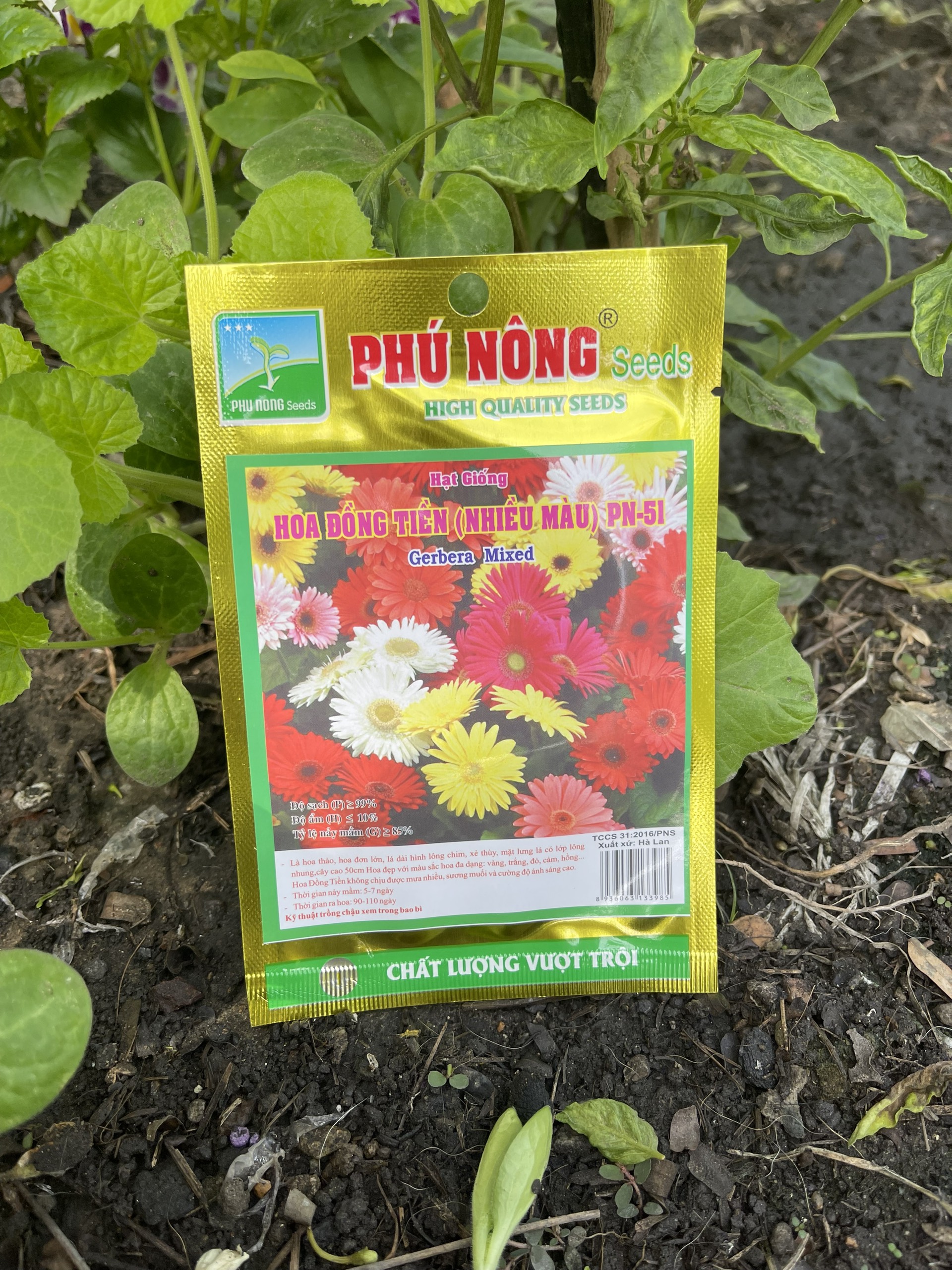 Hạt giống hoa đồng tiền nhiều màu F1 Phú Nông dễ trồng
