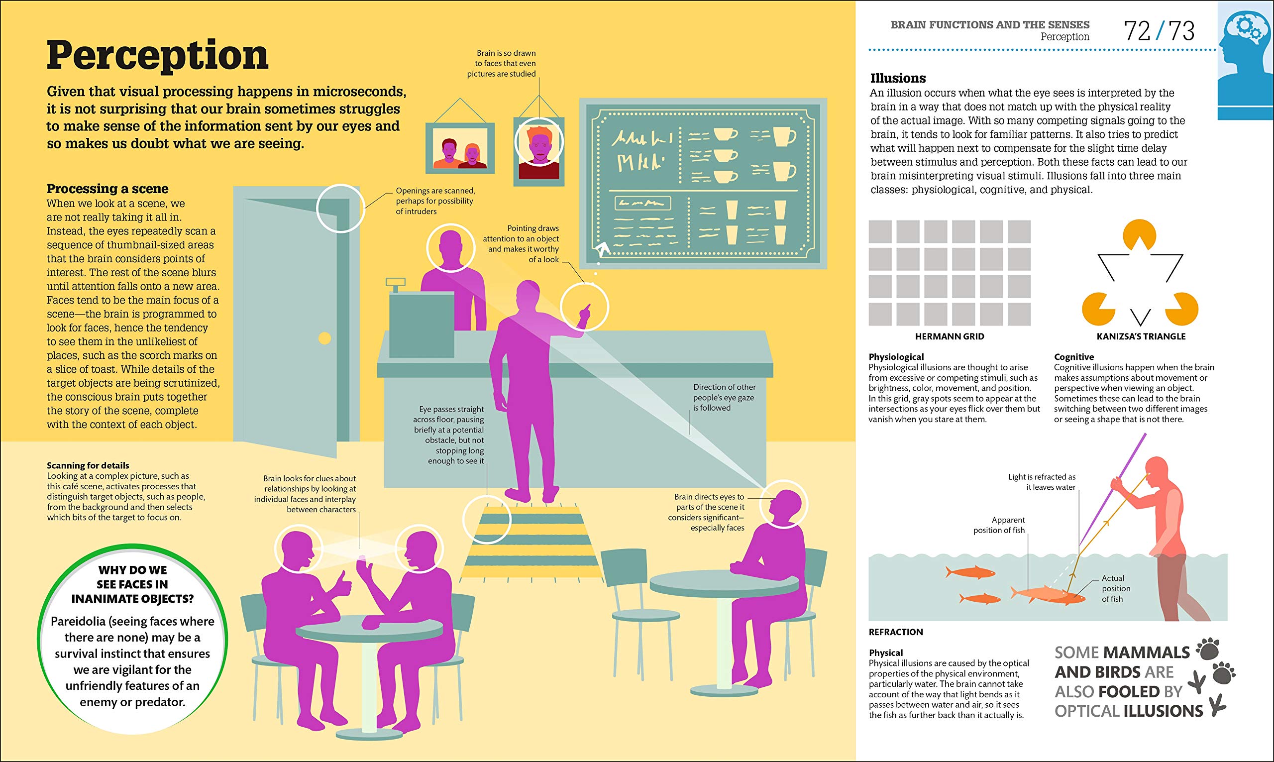 How The Brain Works: The Facts Visually Explained (How Things Work)