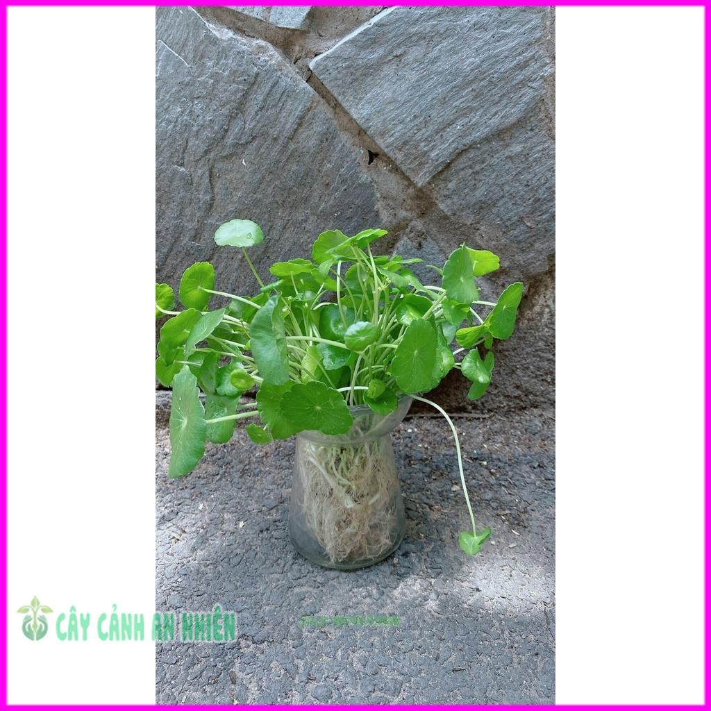Chậu Cây Cỏ Đồng Tiên