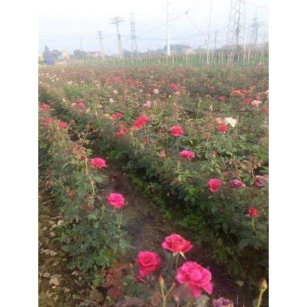 Rê trần hồng leo pháp