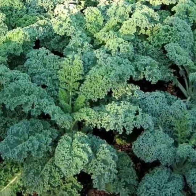 Hạt giống rau cải xoăn Kale gói 20hạt