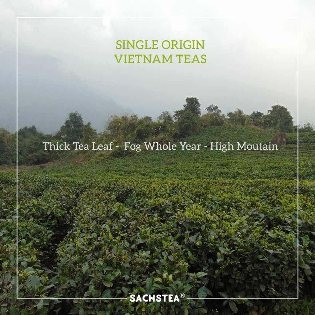 Trà ô long T1005 SACHS TEA 1773 thơm vị quả khô, chè hữu cơ thái nguyên 80g/hộp