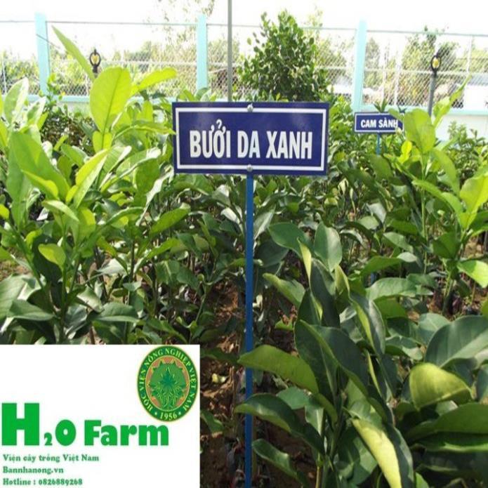 Cây Bưởi Da Xanh Chuẩn Giống Bến Tre Trái Ngọt Tép Mọng Nước + Tặng 01 cây dâu da đất