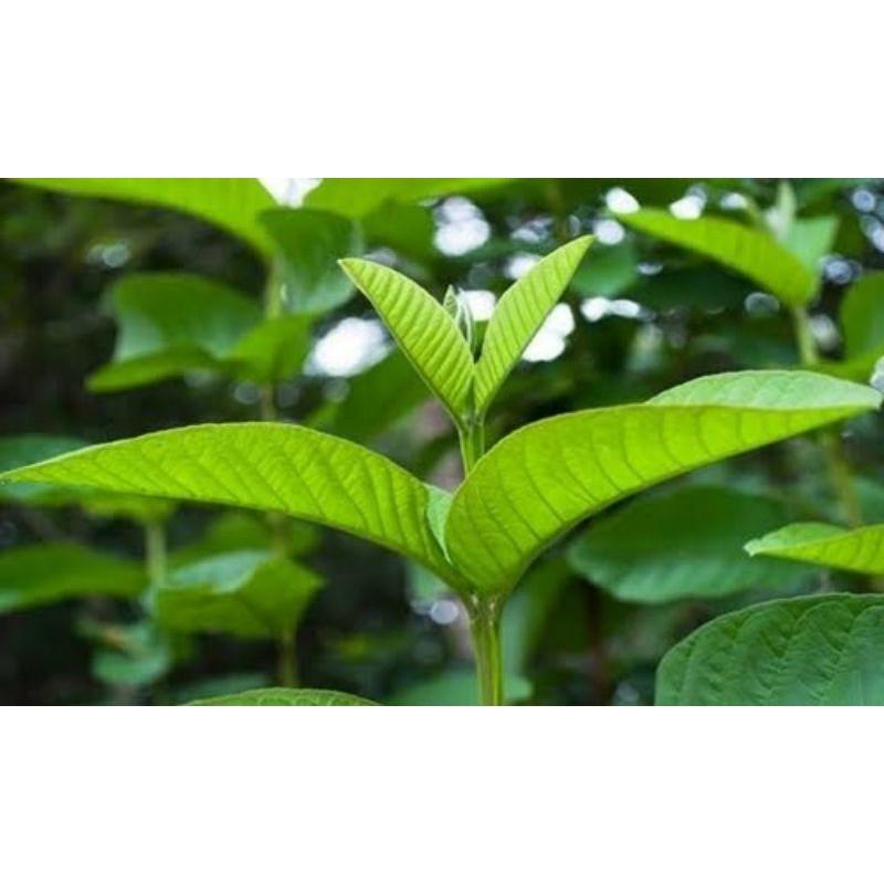 Lá ổi tươi