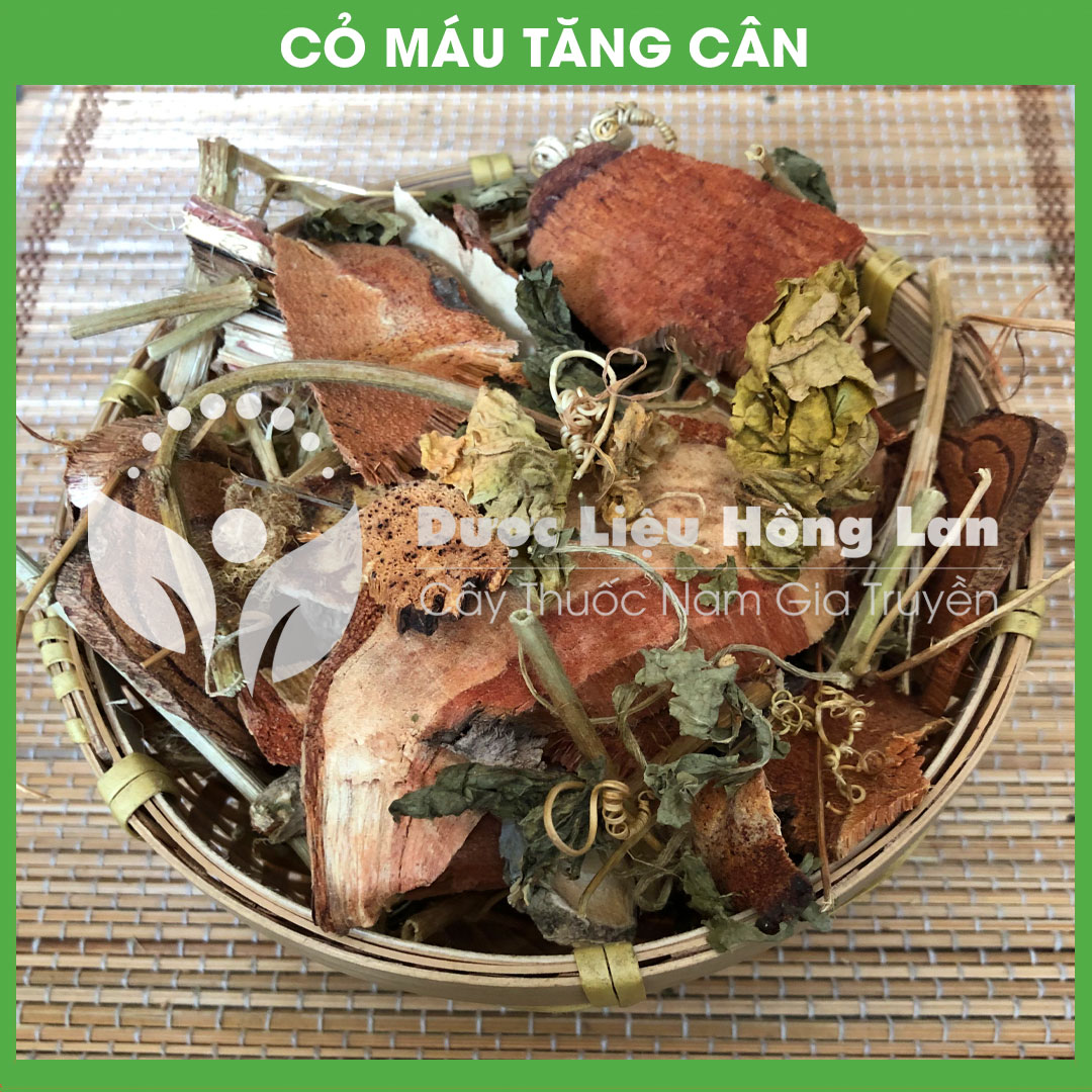 Dược liệu CỎ MÁU TĂNG CÂN