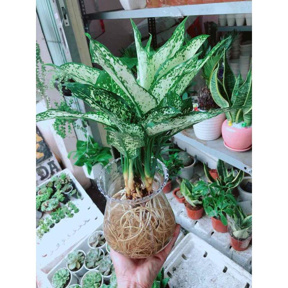 Chậu ngọc ngân thuỷ sinh Bán Chạy