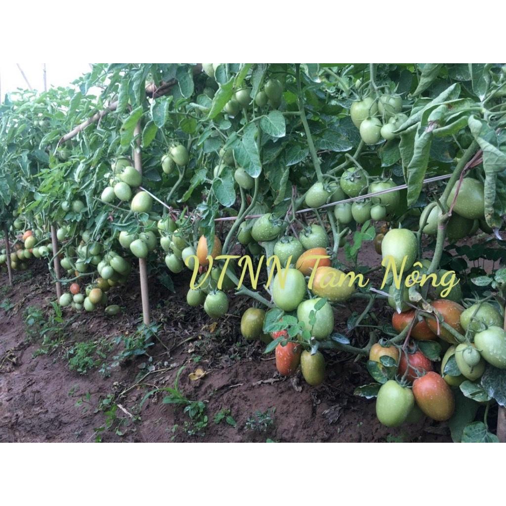 Hạt giống cà chua nhập khẩu chất lượng cao: ANSAL_ Gói 5gram