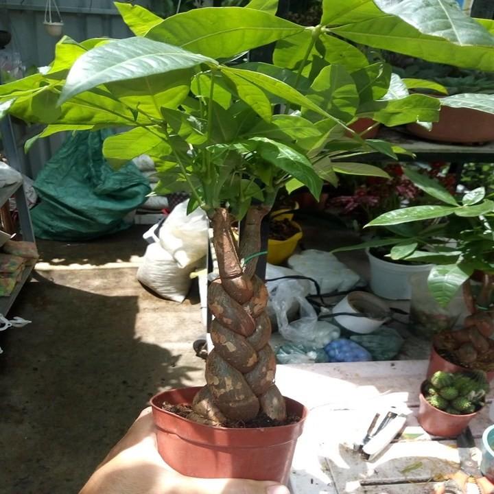 Cây kim ngân bính 3 cây đẹp chuẩn giống