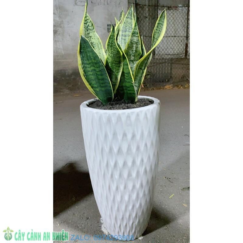 Chậu Lưỡi Hổ