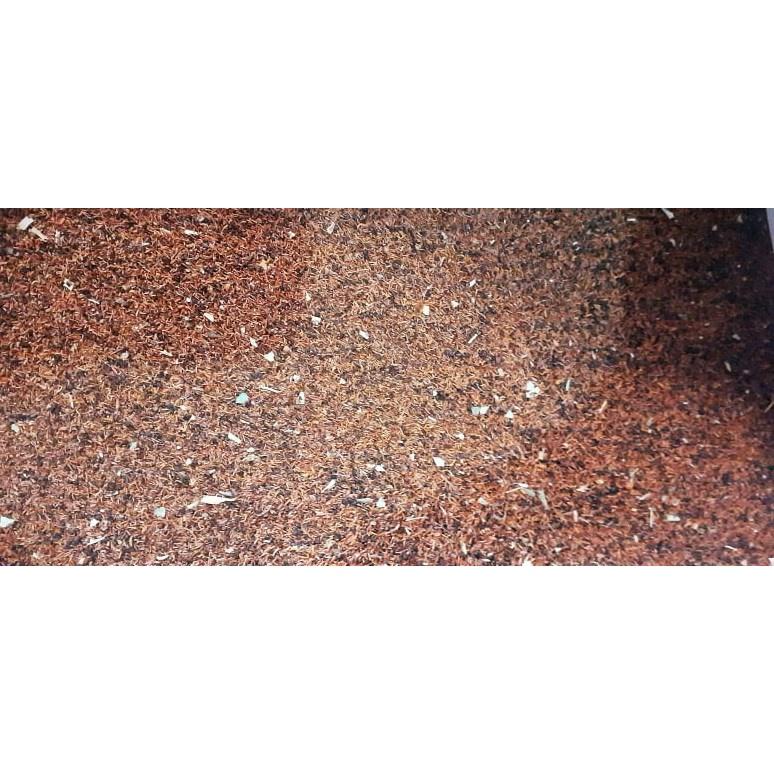 50 gram hạt giống bạch đàn đỏ