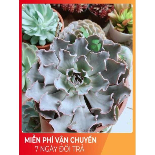 Chậu sen đá bắp cải tím size đại