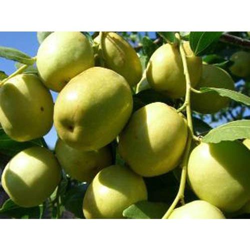Cây giống TÁO chua năng suất cao
