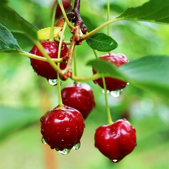 Cây CHERRY ANH ĐÀO cam kết chất lượng