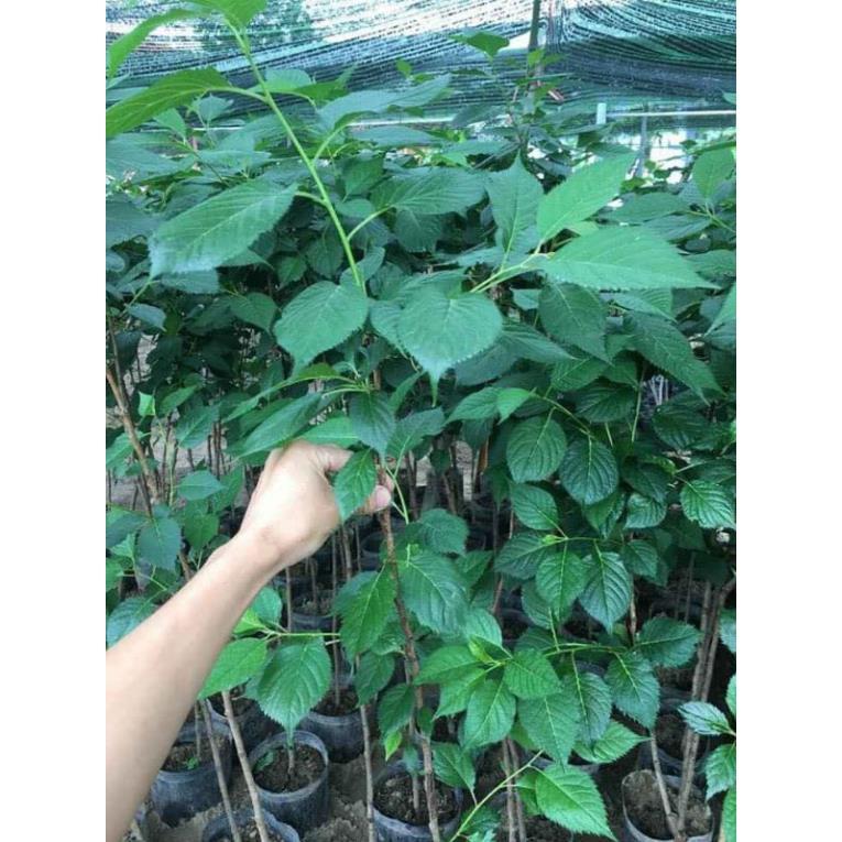 Cây hoa anh đào Nhật Bản.., ra hoa quanh năm