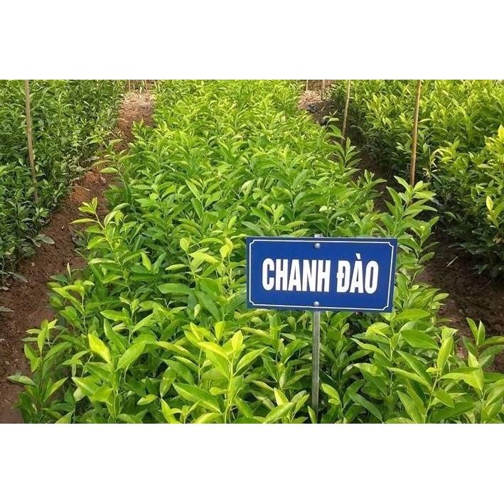 Cây Chanh Đào