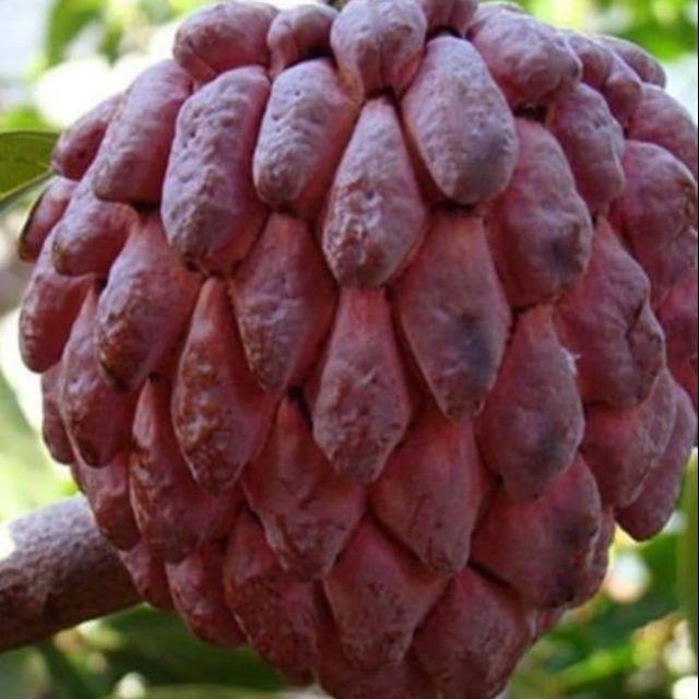 CÂY GIỐNG NA ĐỎ CAO SẢN