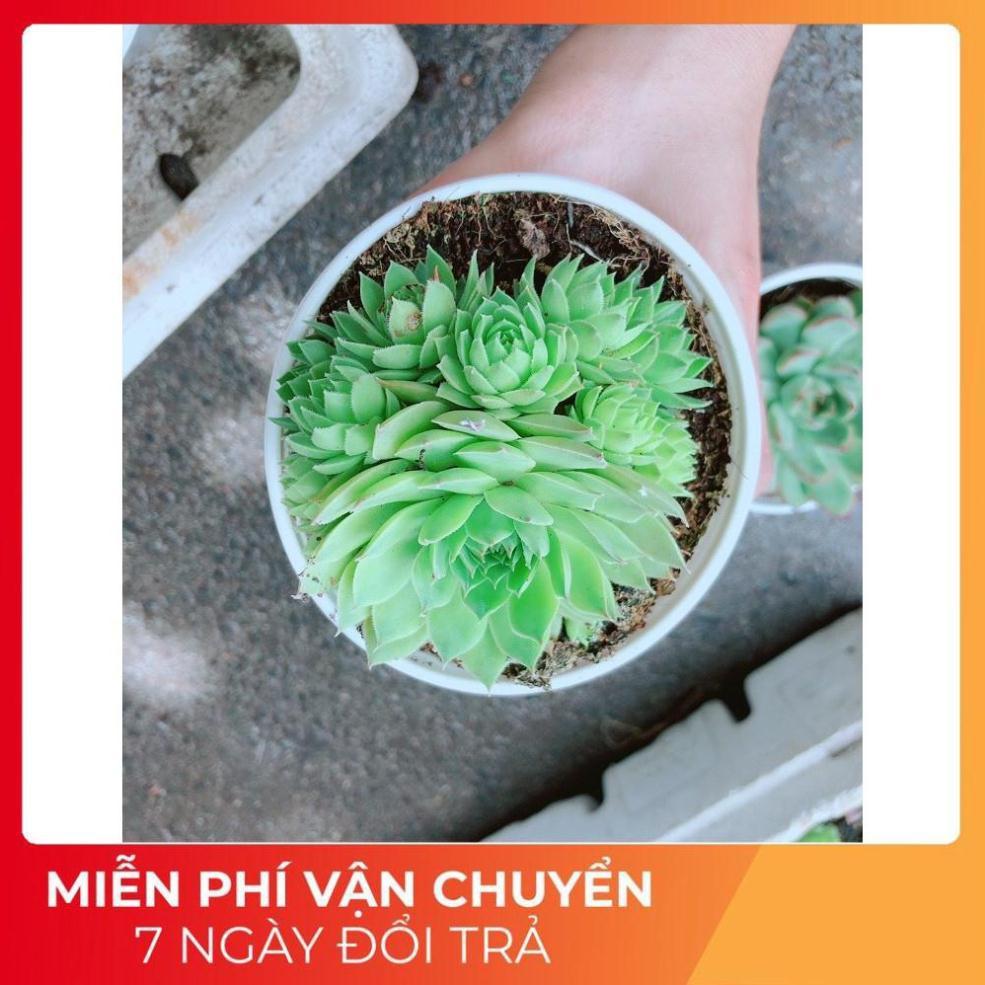 Sen Đá Phật Bà