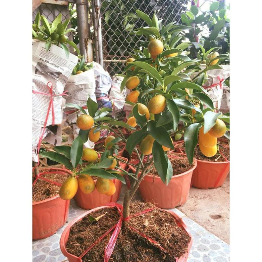 CÂY GIỐNG QUẤT NGỌT SIÊU QUẢ SIÊU NĂNG SUẤT- CAM KÊT GIỐNG CHUẨN F1