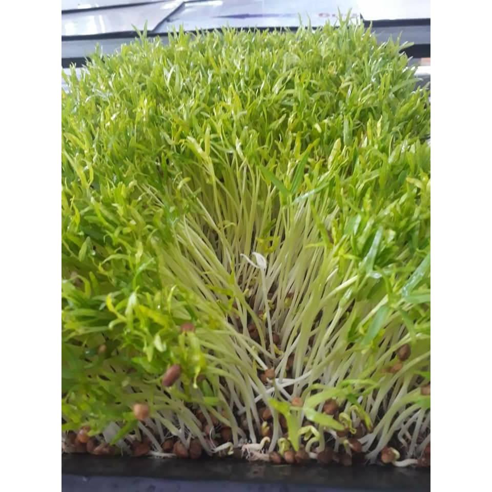 100gr Hạt Giống Rau Muống Mầm