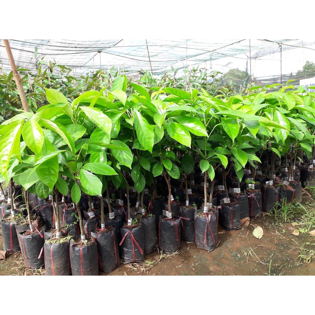 CÂY GIỐNG DÂU DA XANH quả tròn siêu năng suất ( SIÊU TRÁI, .