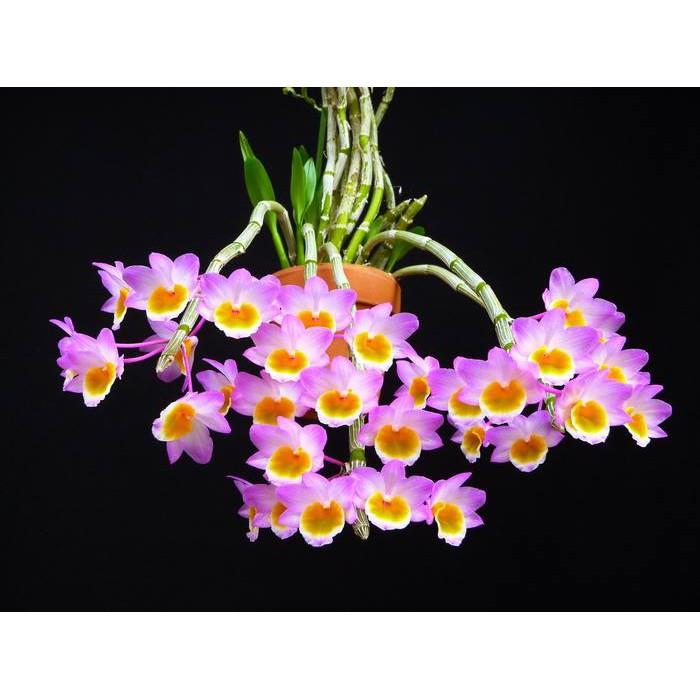 1 bảng lan long tu đá hoa tím hàng rừng thuần chậu siêu to, hoa siêu đẹp + Tặng 01 cây dâu da đất