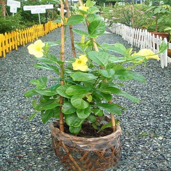 CHẬU HOA LEO HUỲNH ĐỆ