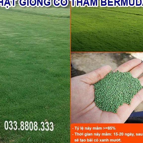 HẠT GIỐNG CỎ THẢM BERMUDA XANH 300gram - CỎ THẢM - CỎ TRANG TRÍ SÂN VƯỜN, SÂN BÓNG