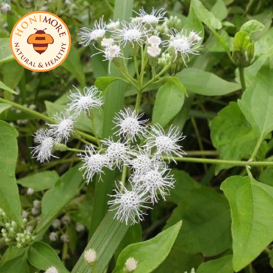 Mật ong rừng Hoa Yên Bạch - 100% mật ong chín Honimore 230g