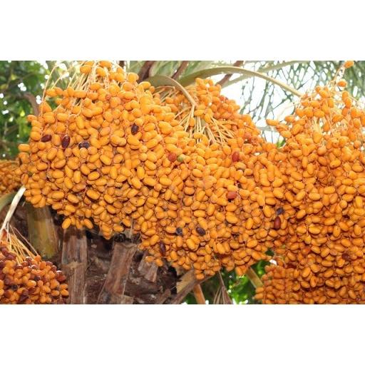 CÂY GIỐNG CHÀ LÀ KHALAS TRUNG ĐÔNG QUẢ VÀNG-GIỐNG NHẬP KHẨU
