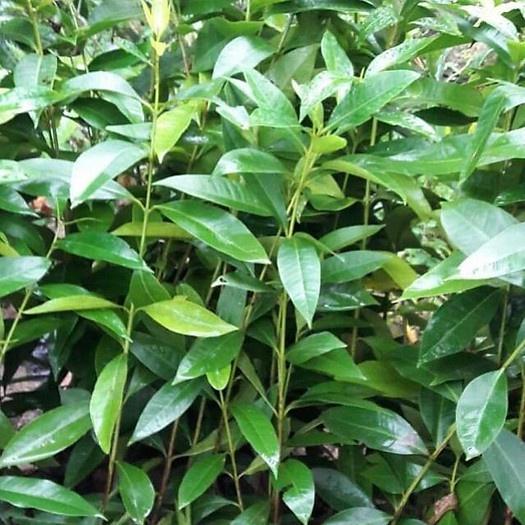 CÂY GIỐNG TRÂM trái Ngọt Thái Lan