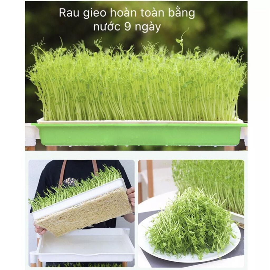 500G HẠT RAU MẦM ĐẬU HÀ LAN CHẤT LƯỢNG CAO
