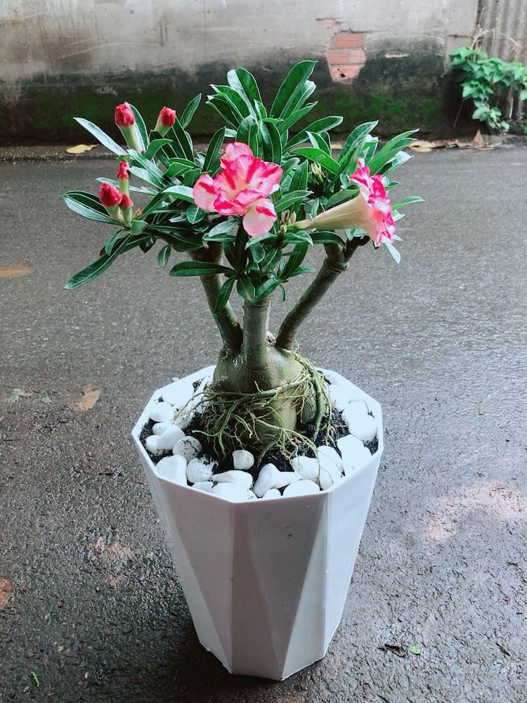 Chậu Cây Sứ Thái