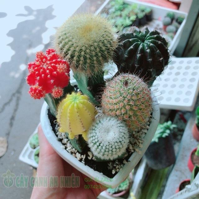 Chậu xương rồng tiểu cảnh