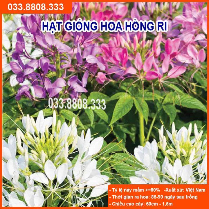 HẠT GIỐNG HOA HỒNG RI - GIỐNG CHUẨN