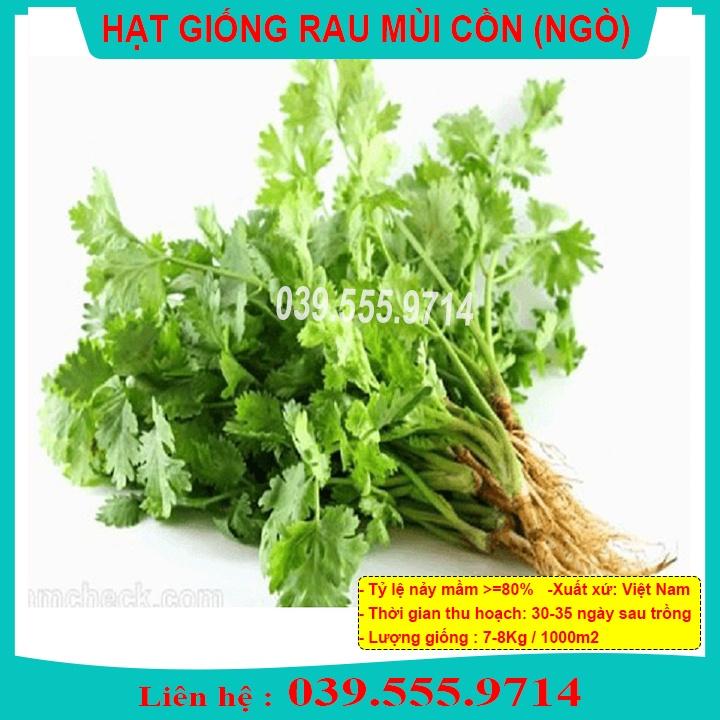 HẠT GIỐNG RAU MÙI   GÓI 20GRAM